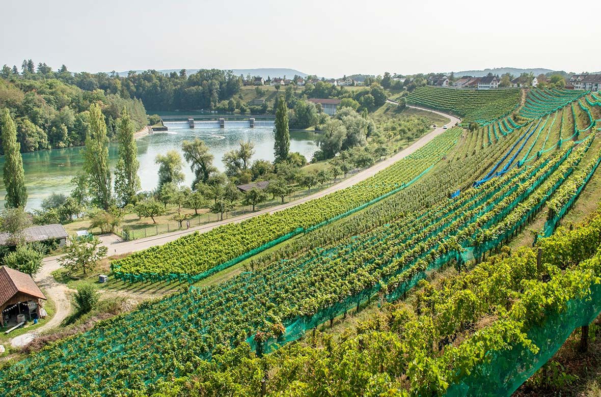 Stiftung Fintan - Gut Rheinau - Schweine