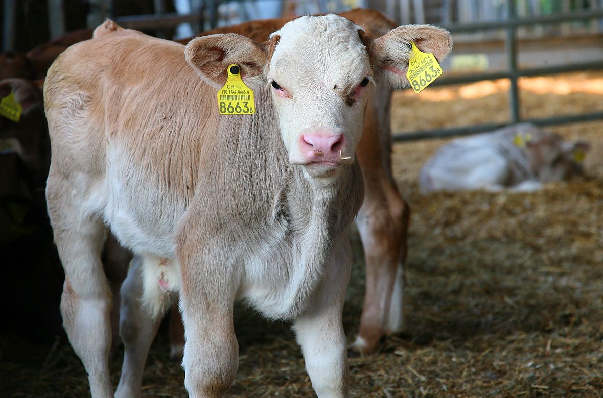 Stiftung Fintan - Impressionen - Kalb