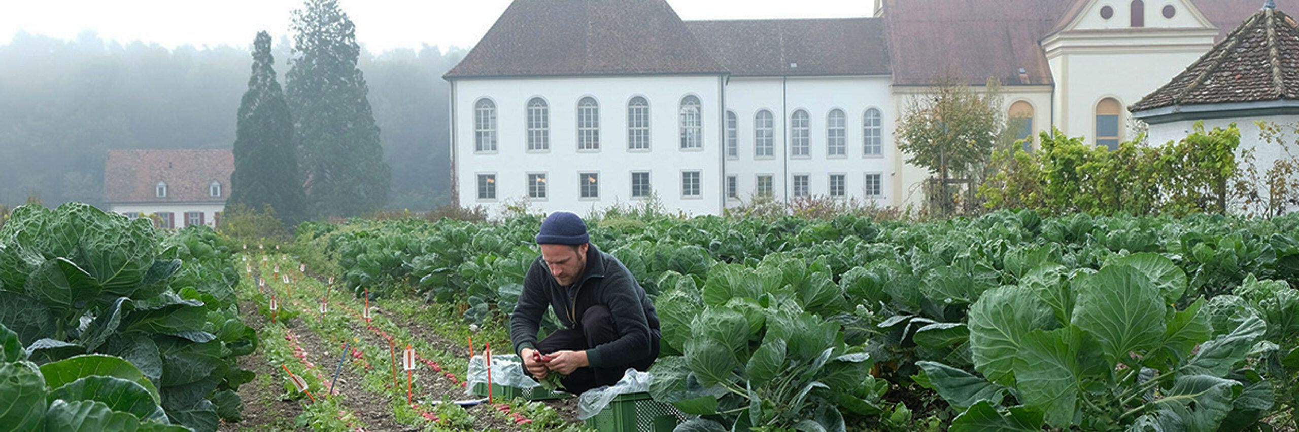 Stiftung Fintan - Sativa Rheinau AG - Gärtner am Ernten