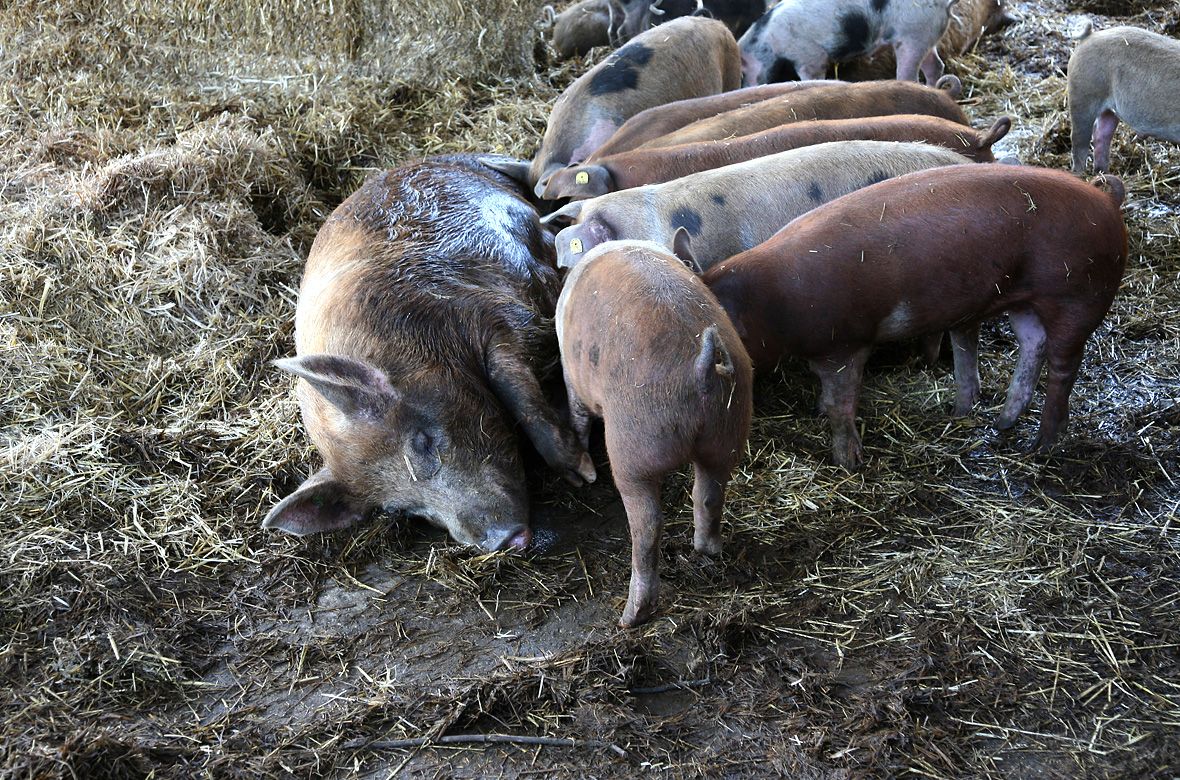 Stiftung Fintan - Gut Rheinau - Schweine