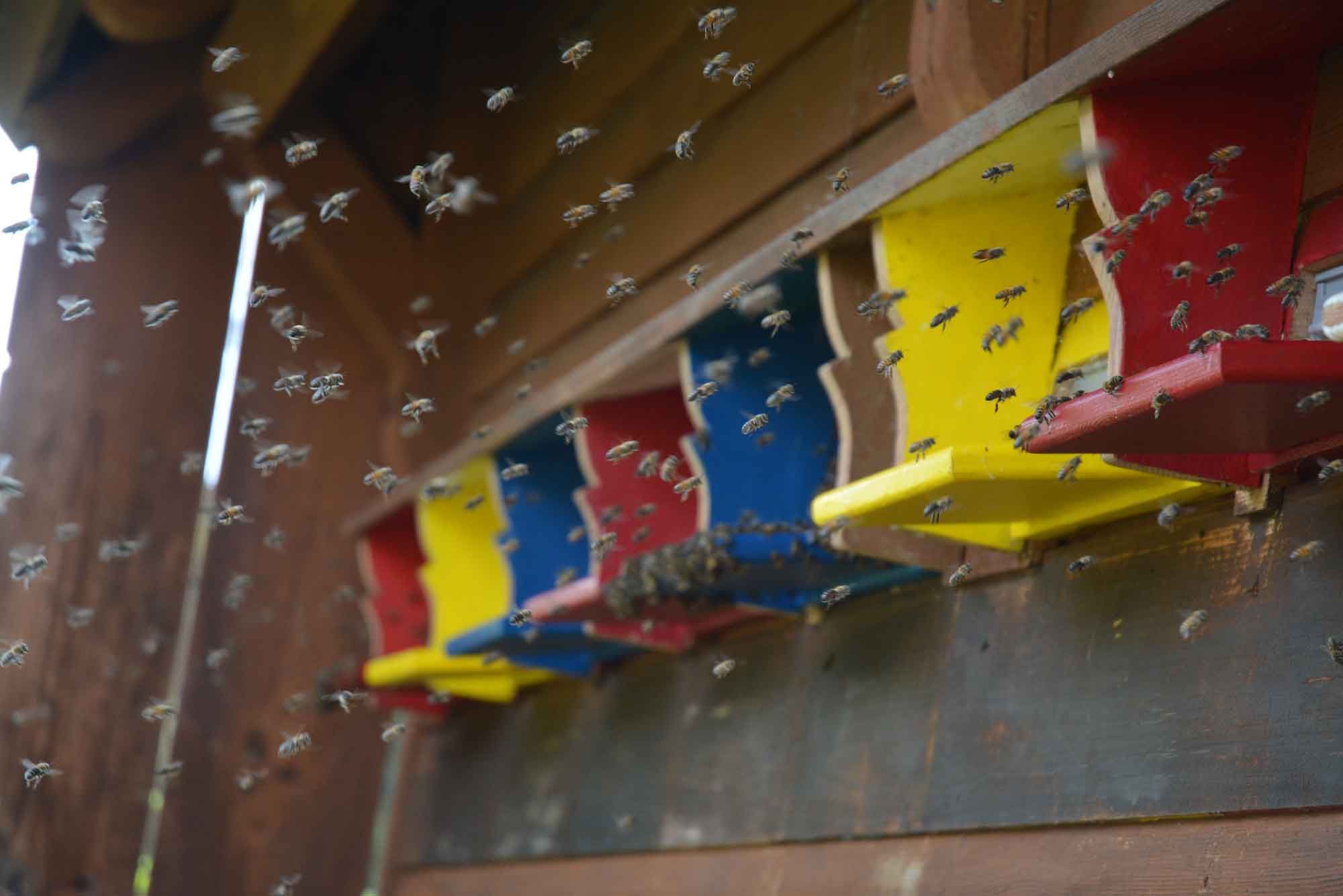 Stiftung Fintan - Imkerei Wabengold -  Bienen