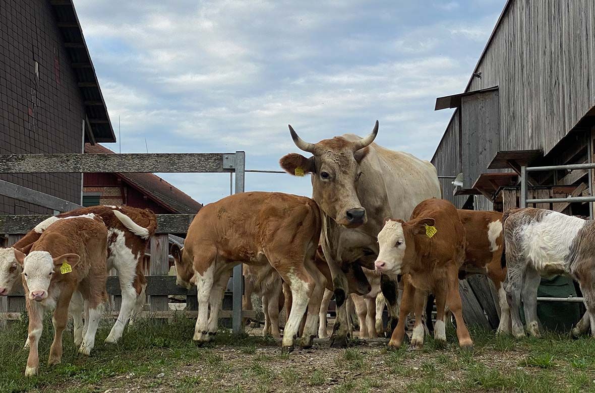 Stiftung Fintan - Gut Rheinau - Schweine