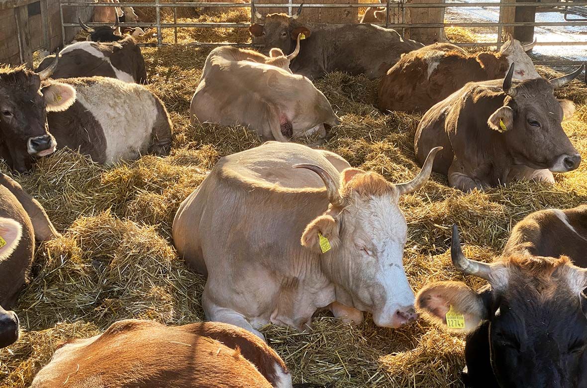 Stiftung Fintan - Gut Rheinau - Schweine