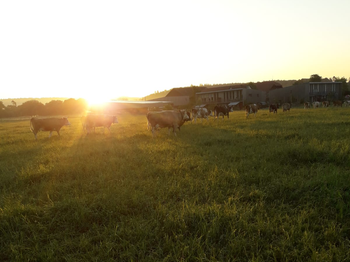 Stiftung Fintan - Gut Rheinau -  Sonnenuntergang mit Kühen