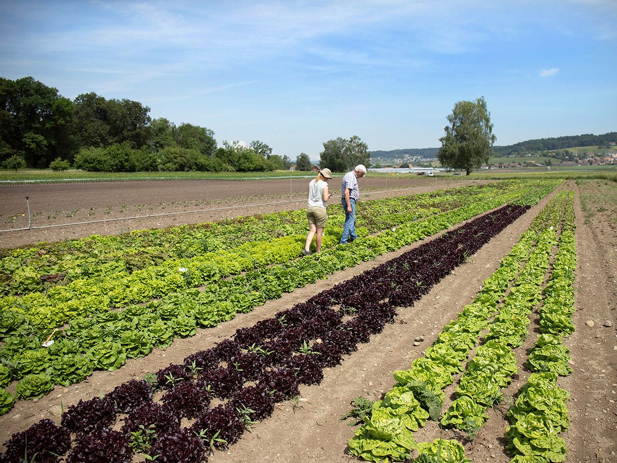 Stiftung Fintan - Sativa Rheinau AG - Sichtung Salat