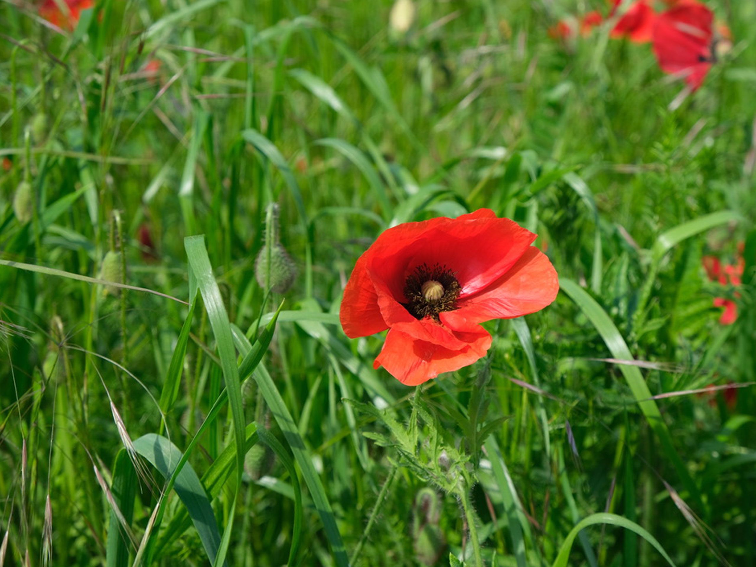 Stiftung Fintan - Verein Glichgwicht - Mohnblume