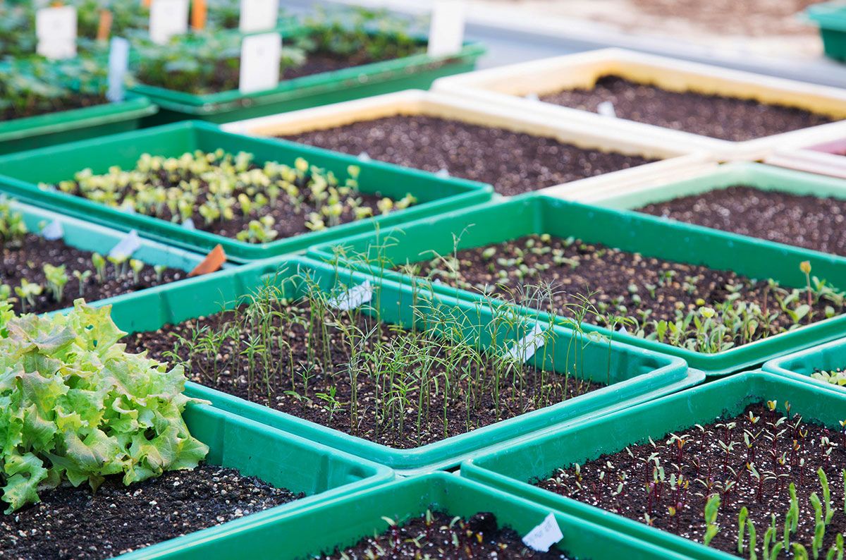 Stiftung Fintan - Sativa Rheinau AG - Setzlinge