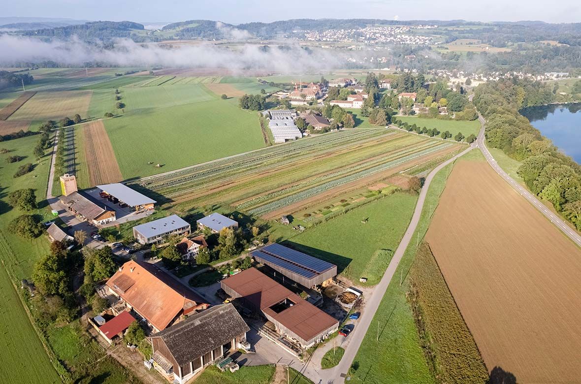 Stiftung Fintan - Gut Rheinau - Schweine