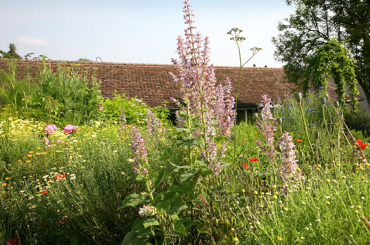 Stiftung Fintan - Impressionen - Blumenwiese 