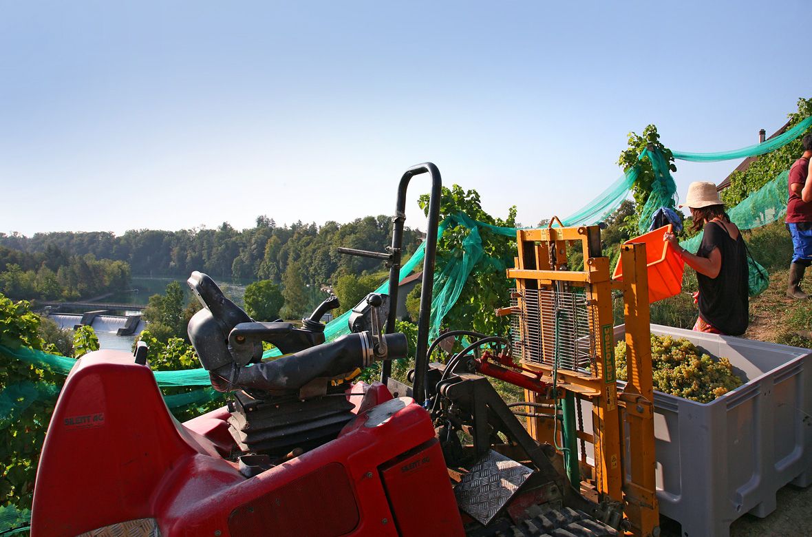 Stiftung Fintan - Impressionen - Trauben Ernte 