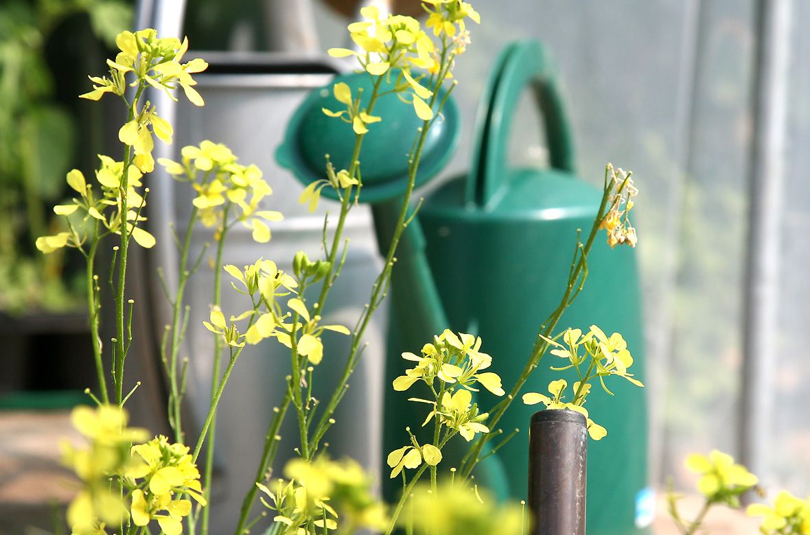 Stiftung Fintan - Impressionen - Giesskanne und gelbe Blumen