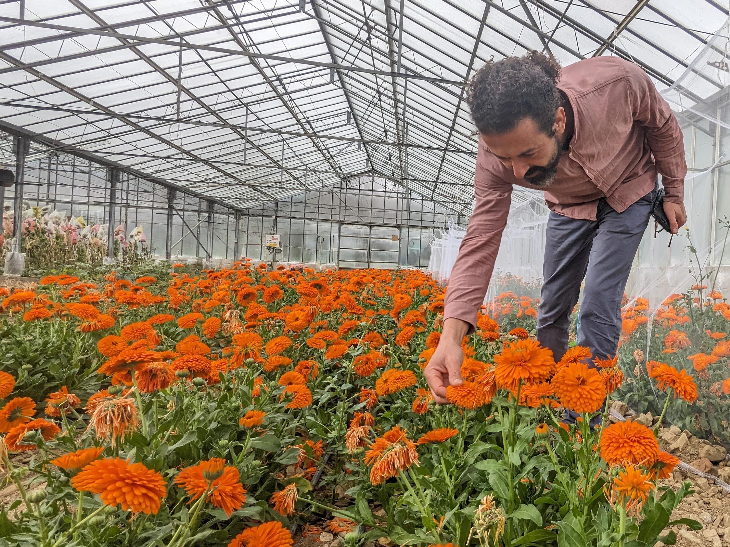Stiftung Fintan - Verein Glichgwicht - Mohnblume