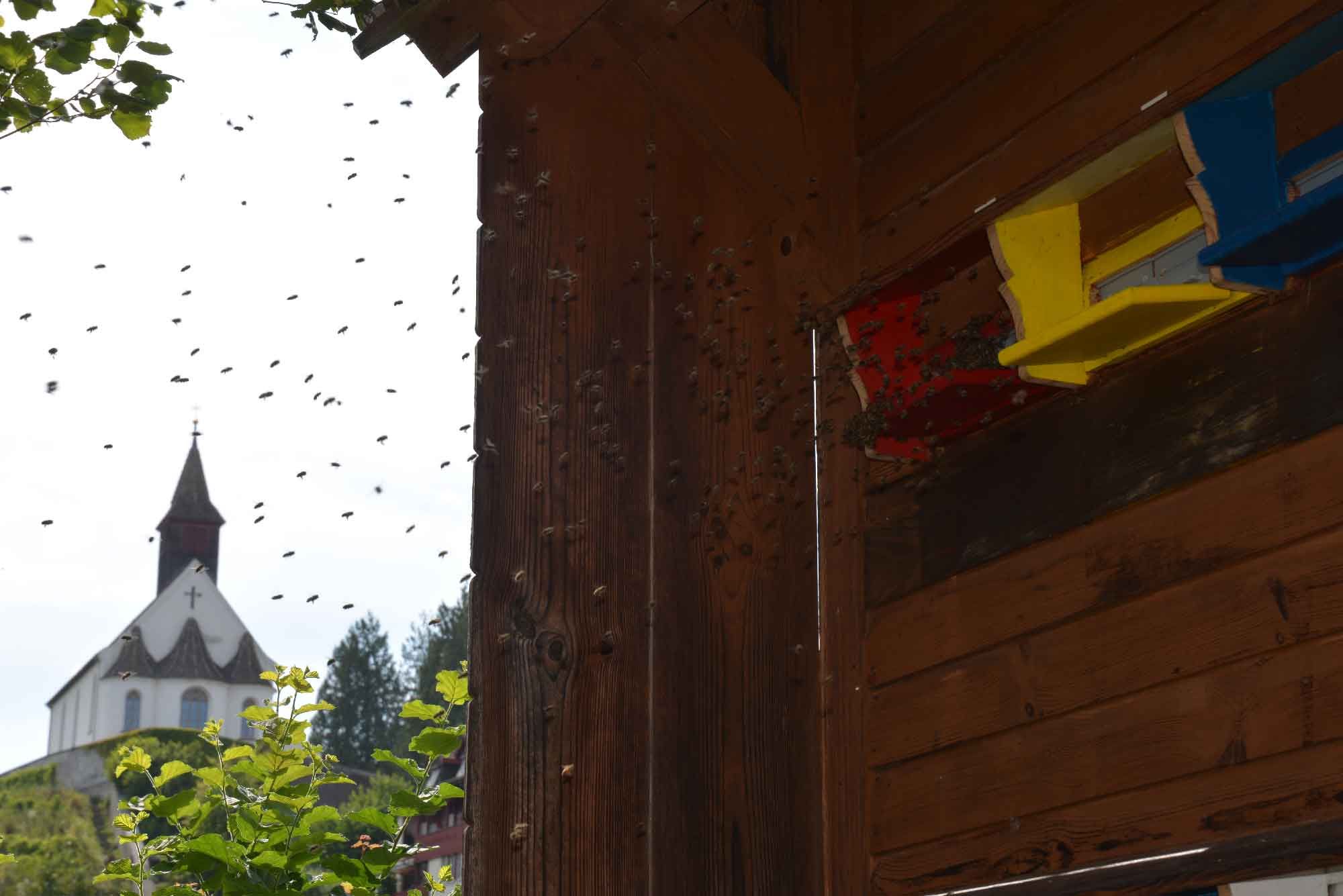Stiftung Fintan - Imkerei Wabengold -  Bienen