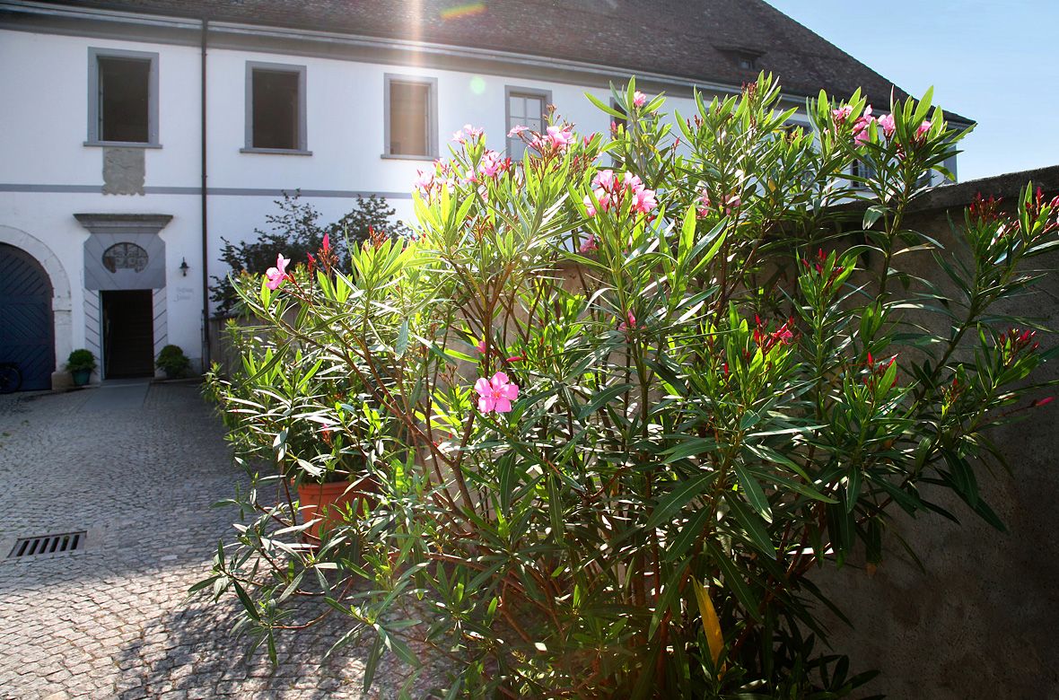 Stiftung Fintan - Gastro Fintan -  Busch mit Blumen