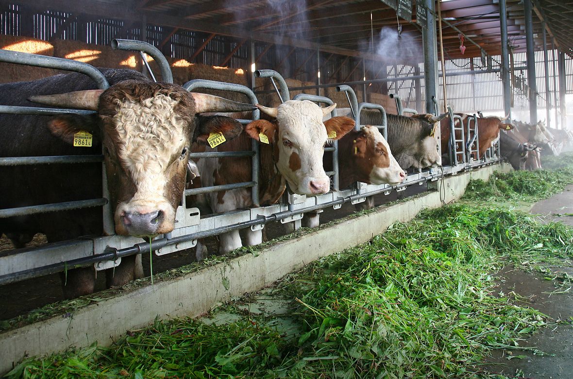 Stiftung Fintan - Gut Rheinau -  Kühe mit Gras