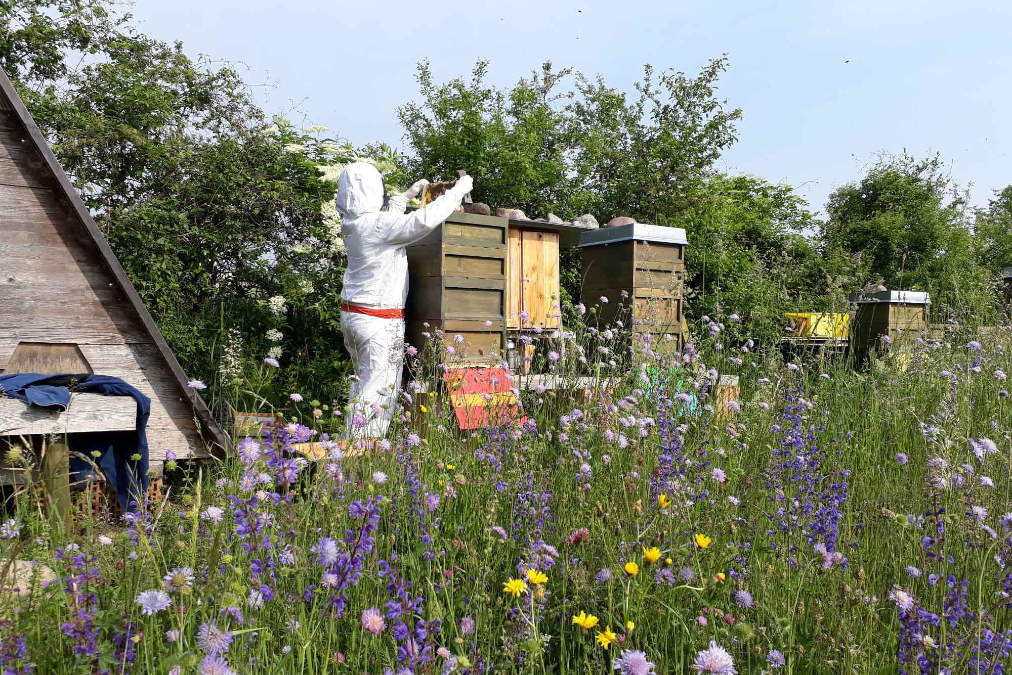 Stiftung Fintan - Imkerei Wabengold -  Imker und Blumenwiese