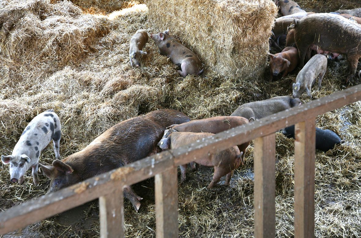 Stiftung Fintan - Impressionen - Schweine