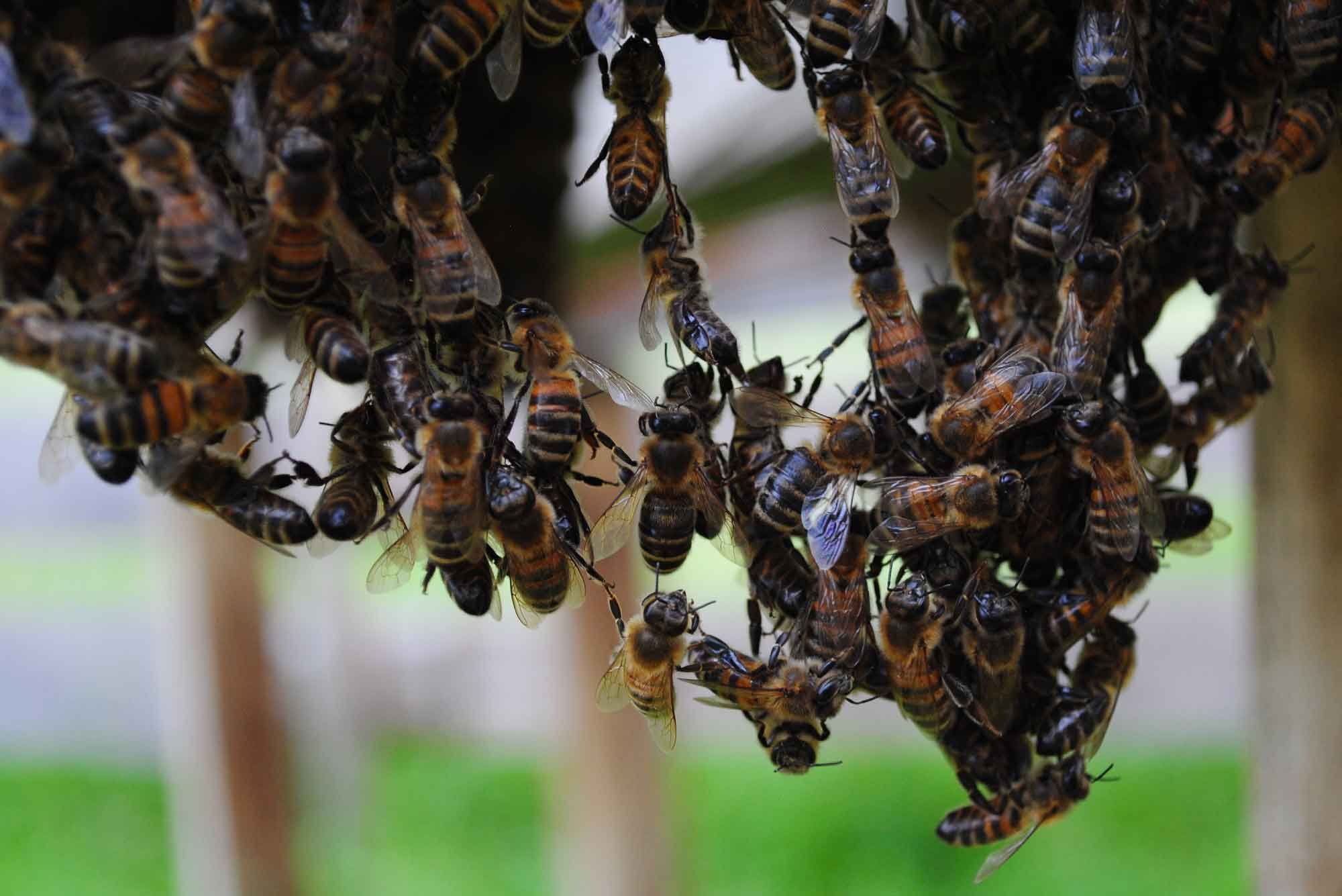 Stiftung Fintan - Imkerei Wabengold -  Bienen
