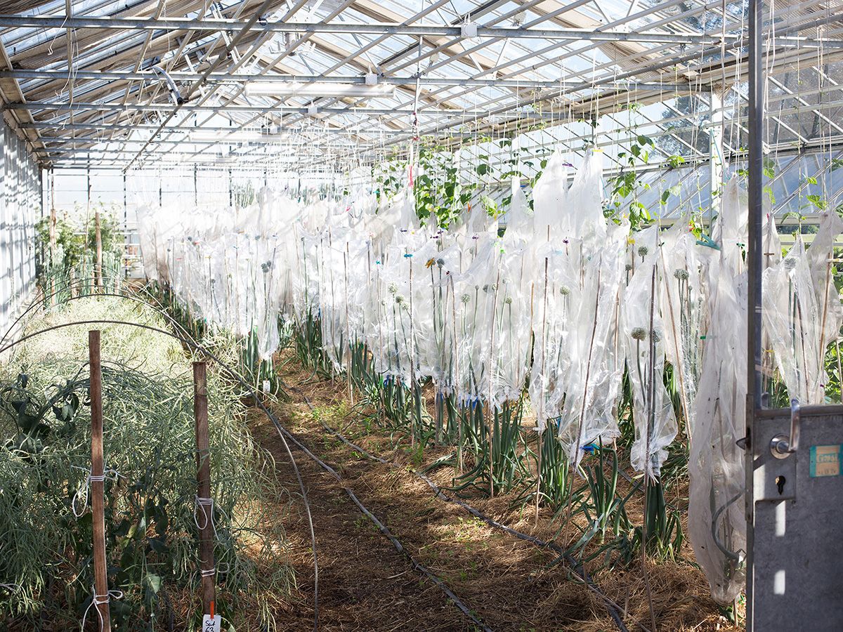 Stiftung Fintan - Sativa Rheinau AG - Gewächshaus