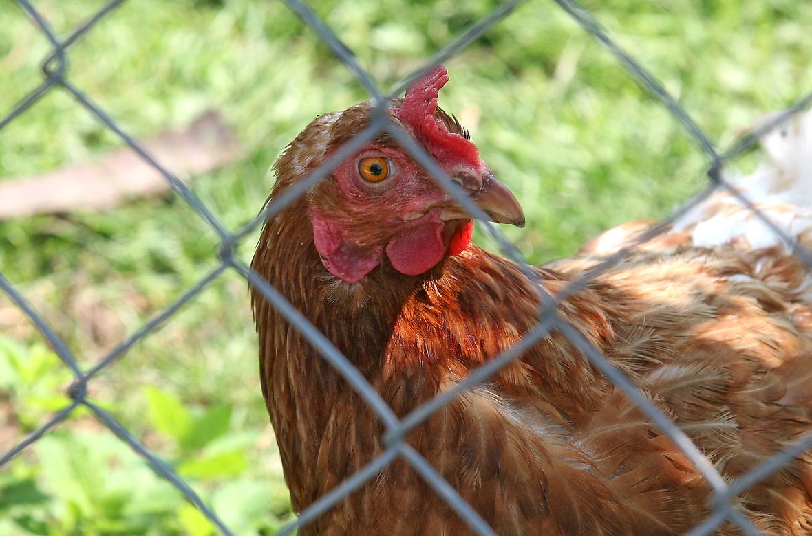 Stiftung Fintan - Impressionen - Huhn